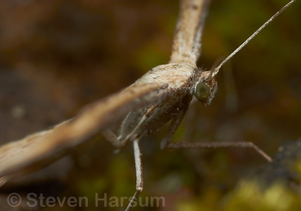 Lepidoptera Pterophoridae - Steven Harsum